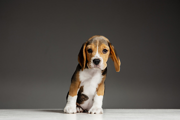 Image showing Studio shot of beagle puppy on grey studio background