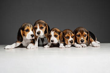 Image showing Studio shot of beagle puppies on grey studio background