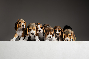 Image showing Studio shot of beagle puppies on grey studio background