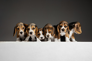 Image showing Studio shot of beagle puppies on grey studio background