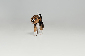 Image showing Studio shot of beagle puppy on white studio background