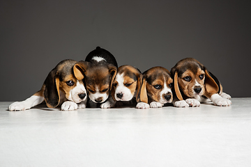 Image showing Studio shot of beagle puppies on grey studio background
