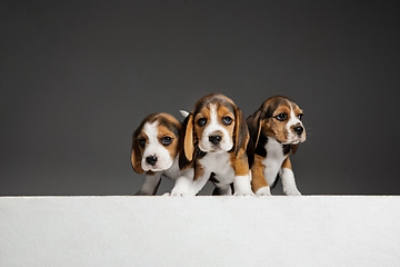 Image showing Studio shot of beagle puppies on grey studio background