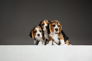 Image showing Studio shot of beagle puppies on grey studio background