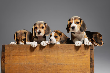 Image showing Studio shot of beagle puppies on grey studio background