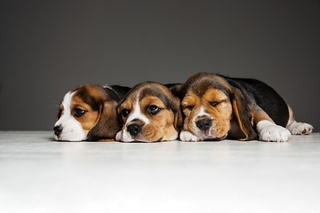 Image showing Studio shot of beagle puppies on grey studio background