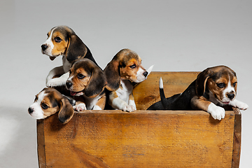 Image showing Studio shot of beagle puppies on white studio background