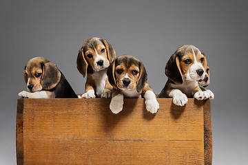 Image showing Studio shot of beagle puppies on grey studio background