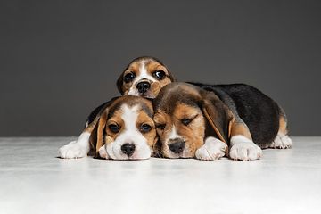 Image showing Studio shot of beagle puppies on grey studio background