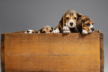 Image showing Studio shot of beagle puppies on grey studio background