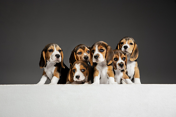 Image showing Studio shot of beagle puppies on grey studio background