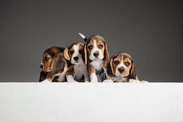 Image showing Studio shot of beagle puppies on grey studio background