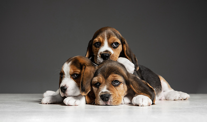 Image showing Studio shot of beagle puppies on grey studio background