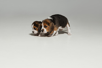 Image showing Studio shot of beagle puppies on white studio background