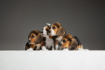 Image showing Studio shot of beagle puppies on grey studio background