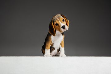 Image showing Studio shot of beagle puppy on grey studio background