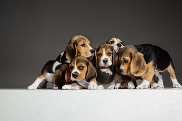 Image showing Studio shot of beagle puppies on grey studio background