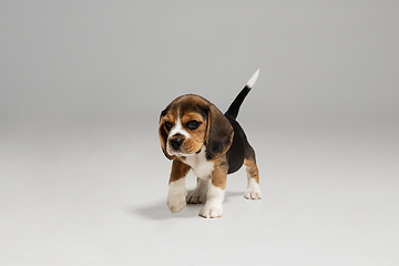 Image showing Studio shot of beagle puppy on white studio background