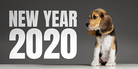 Image showing Studio shot of beagle puppy on grey studio background