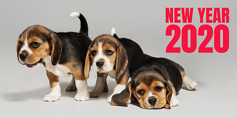 Image showing Studio shot of beagle puppies on white studio background