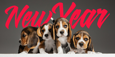 Image showing Studio shot of beagle puppies on grey studio background