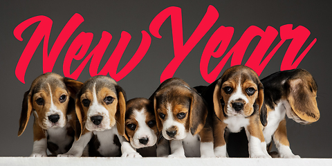 Image showing Studio shot of beagle puppies on grey studio background