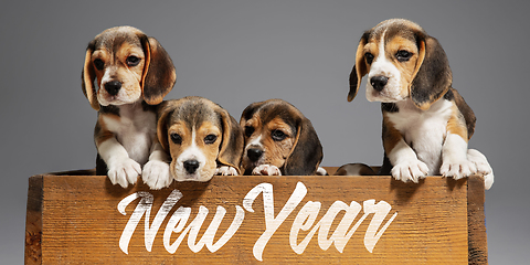 Image showing Studio shot of beagle puppies on grey studio background