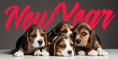 Image showing Studio shot of beagle puppies on grey studio background