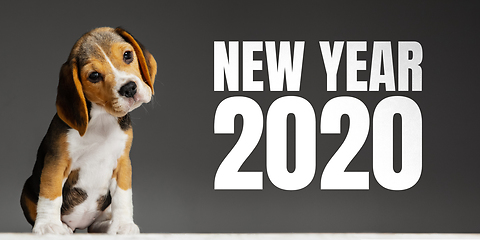 Image showing Studio shot of beagle puppy on grey studio background