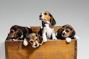 Image showing Studio shot of beagle puppies on white studio background