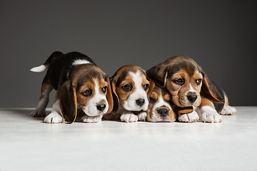 Image showing Studio shot of beagle puppies on grey studio background