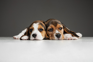 Image showing Studio shot of beagle puppies on grey studio background