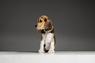 Image showing Studio shot of beagle puppy on grey studio background