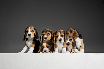 Image showing Studio shot of beagle puppies on grey studio background