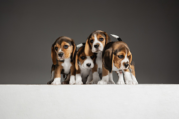 Image showing Studio shot of beagle puppies on grey studio background