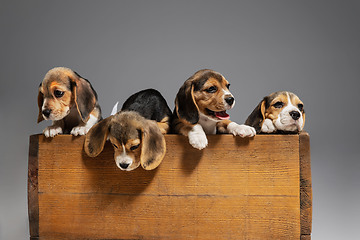 Image showing Studio shot of beagle puppies on grey studio background