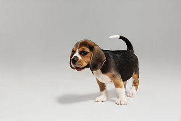 Image showing Studio shot of beagle puppy on white studio background