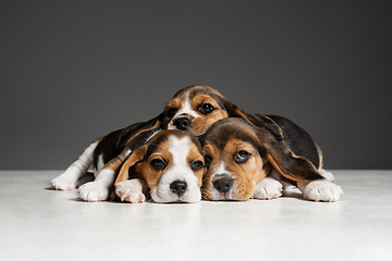 Image showing Studio shot of beagle puppies on grey studio background