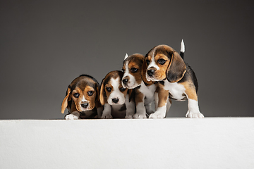 Image showing Studio shot of beagle puppies on grey studio background