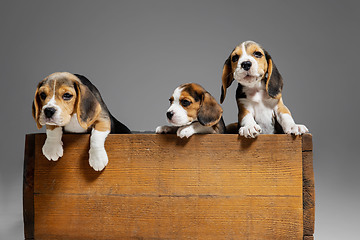 Image showing Studio shot of beagle puppies on grey studio background