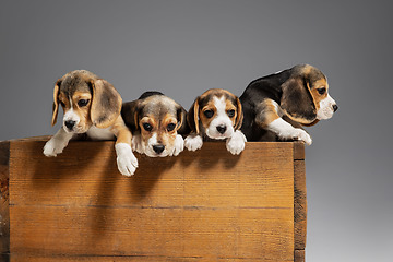 Image showing Studio shot of beagle puppies on grey studio background