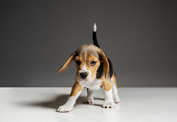 Image showing Studio shot of beagle puppy on grey studio background