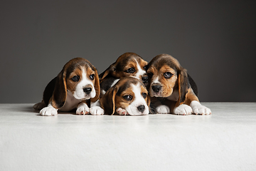 Image showing Studio shot of beagle puppies on grey studio background