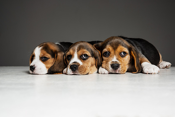 Image showing Studio shot of beagle puppies on grey studio background