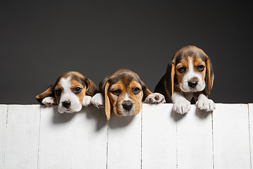 Image showing Studio shot of beagle puppies on grey studio background