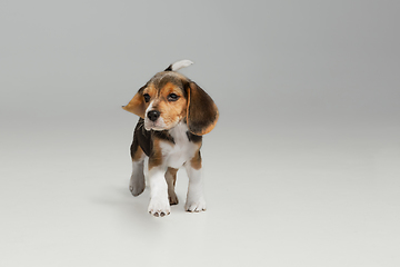 Image showing Studio shot of beagle puppy on white studio background