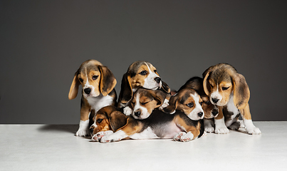 Image showing Studio shot of beagle puppies on grey studio background