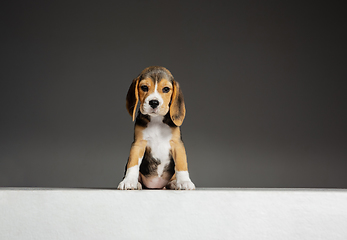 Image showing Studio shot of beagle puppy on grey studio background