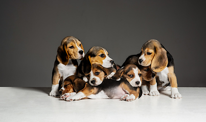 Image showing Studio shot of beagle puppies on grey studio background