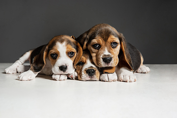 Image showing Studio shot of beagle puppies on grey studio background